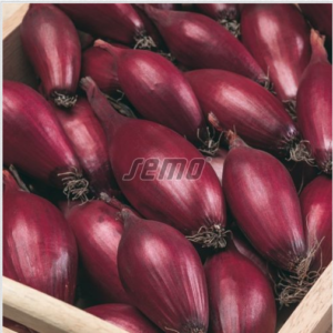 Sibul KARMINKA 50 000s