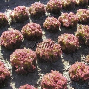 Salat KARMINOVA 1000p