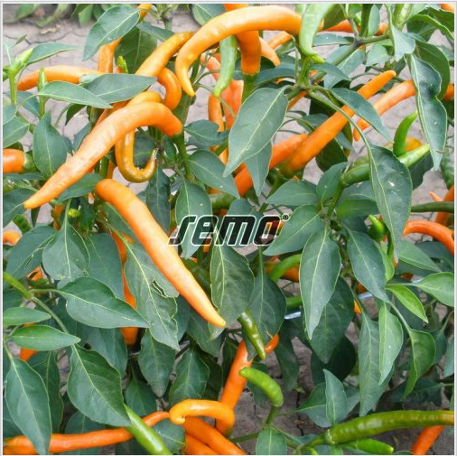 Terav paprika KILIAN 1000s