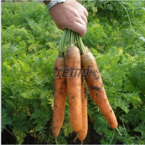 Porgand KOLOSEUM F1 50 000s puhtimata