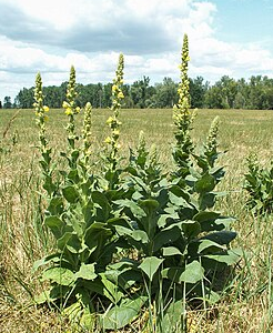 Kõrge vägihein / Verbascum densiflorum ZLATA 50gr