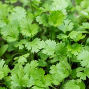 Aedkoriander / Coriandrum sativum AROMA 1kg