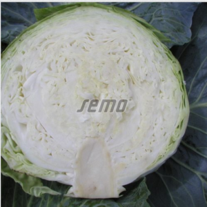 Valge peakapsas KORINO F1 2500tks