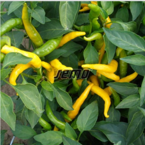 Terav paprika KRISTIAN 500s