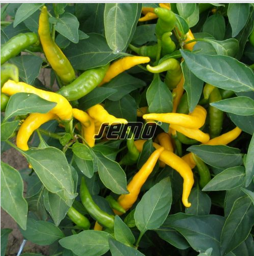 Terav paprika KRISTIAN 1000s