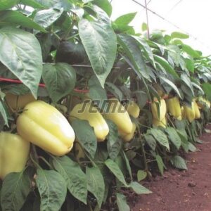 Magus paprika KVADRY F1 100s