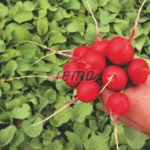 Redis 'KVARTA' 1kg puhtimata