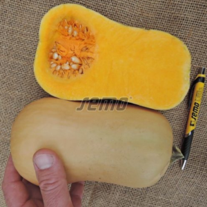 Kõrvits LAURA 100s puhtimata