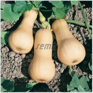 Kõrvits LISCIA 100s