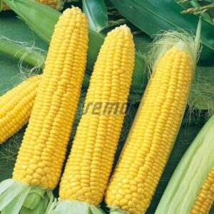 Magus mais LONGA F1 1kg