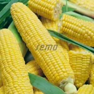 Magus mais LUMINOX F1 1kg