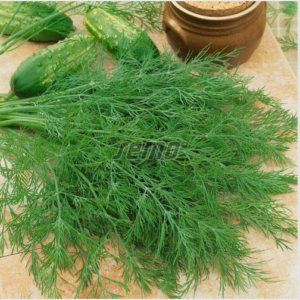 Aedtill / Anethum graveolens MAMUT 1kg