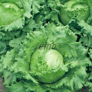 Jääsalat MAXIMO 1000p