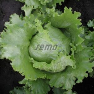 Jääsalat MEDIMO 5000tks