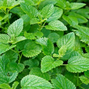 Sidrunmeliss CITRA / Melissa officinalis 100gr