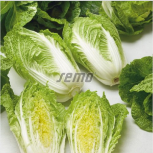 Hiinakapsas MERKUR F1 2500tks