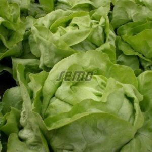 Võisalat MERKURION 1000p