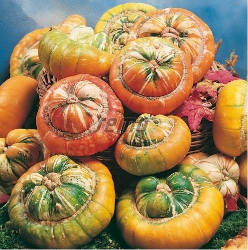 Dekoratiivkõrvits MINI TURBAN 20g