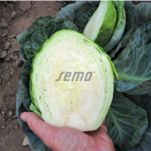 Valge peakapsas MINICA F1 2500tks