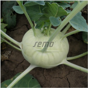 Nuikapsas MORAVIA 2500tks