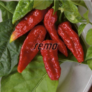 Terav paprika NAGA MORICH 100s