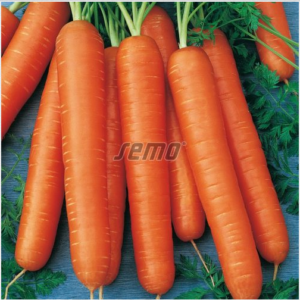 Porgand NANTES 3, 50 000tks