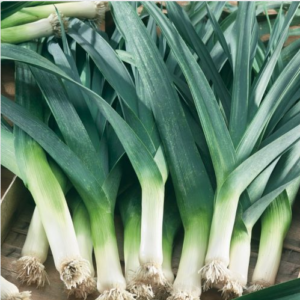 Porrulauk ODRIN F1 5000tks