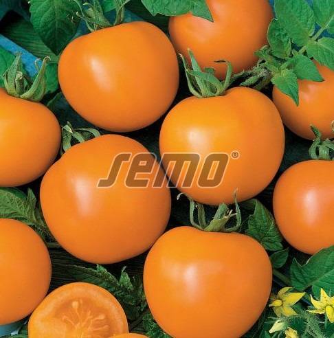 Põõsastomat ORANŽE 10 000s - Image 3