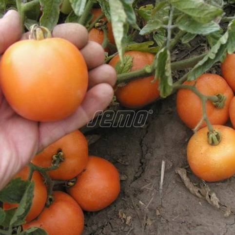 Põõsastomat ORANŽE 10 000s - Image 2