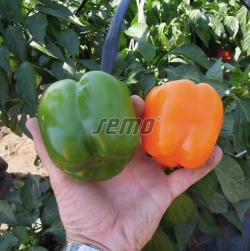 Magus paprika ORENY F1 500s - Image 2