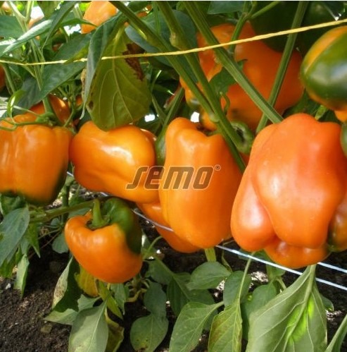 Magus paprika ORENY F1 500s