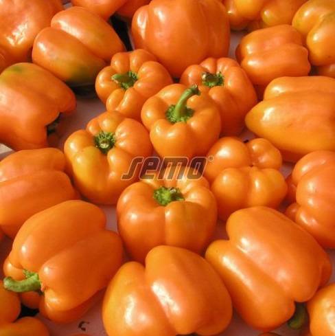 Magus paprika ORENY F1 500s - Image 3