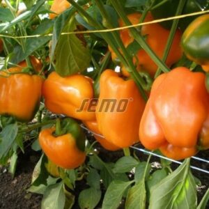 Magus paprika ORENY F1 100s