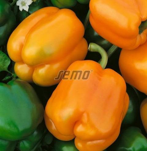 Magus paprika ORENY F1 500s - Image 4