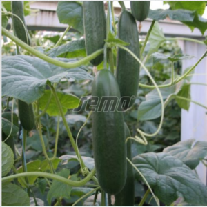 Poolpikk kurk PALADINKA F1 100s