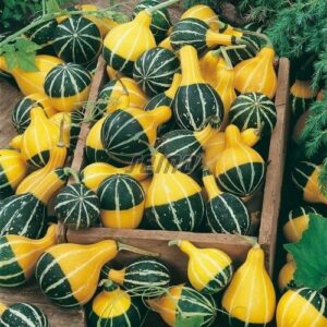 Dekoratiivkõrvits PEAR BICOLOR 20g