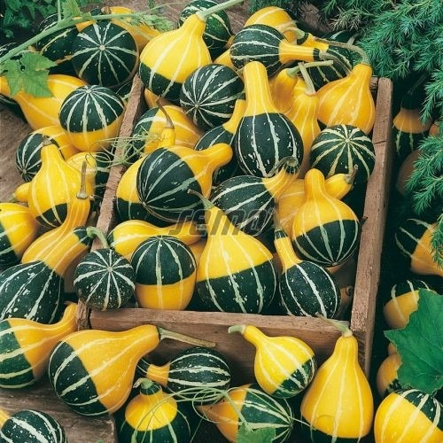 Dekoratiivkõrvits PEAR BICOLOR 20g