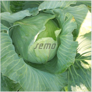 Valge peakapsas POLAR F1 200g