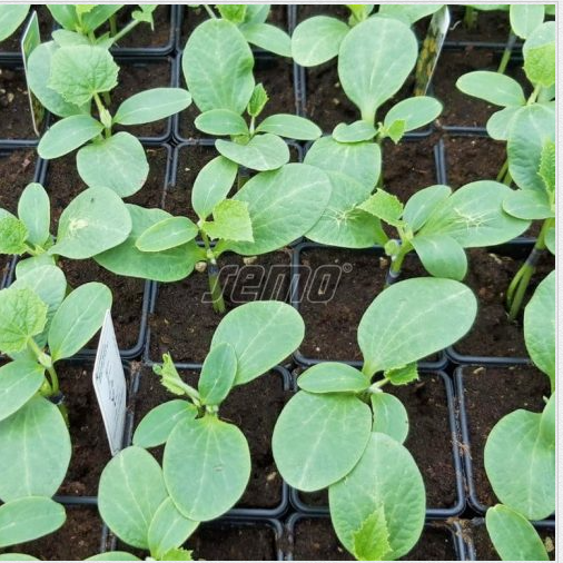 Pookealus BOLT F1 500s