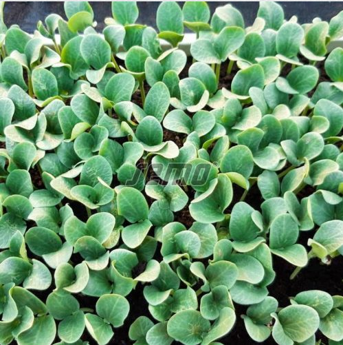 Pookealus BOLT F1 500s - Image 2