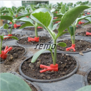 Pookealus  SPRINTER F1 500s