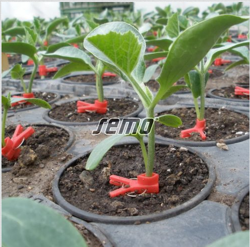 Pookealus SPRINTER F1 500s