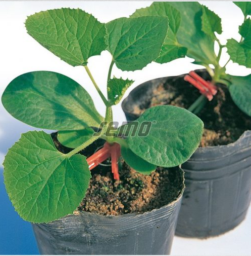 Pookealus SPRINTER F1 500s - Image 2