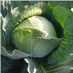 Valge peakapsas PORTOZA F1 2500tks