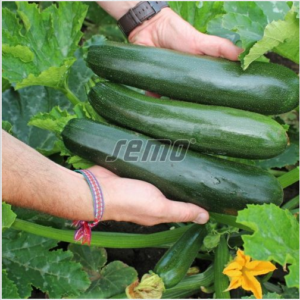 Suvikõrvits POSEIDON F1 500s