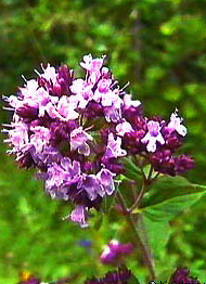 Harilik pune / Origanum vulgare 40gr