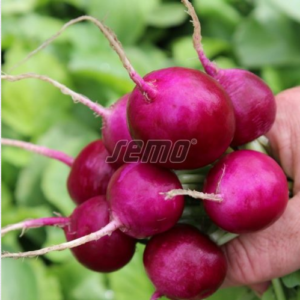 Redis PURPURA F1 10000s