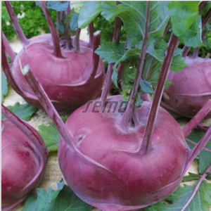 Nuikapsas PURPURAN F1 2500tks