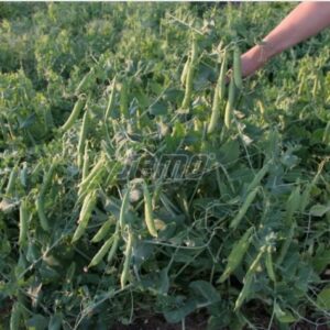 Herneseeme RADIM 25kg (puhtimata)