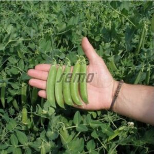 Herneseeme RADOVAN 25kg (puhtimata)